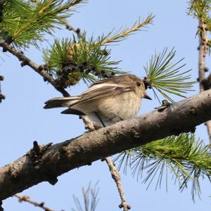 European Pied Flycatcher