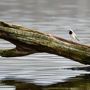 White Wagtail