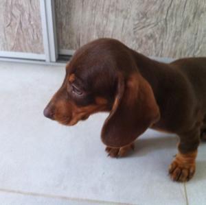 Unknown Breed
