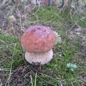 Unknown Species