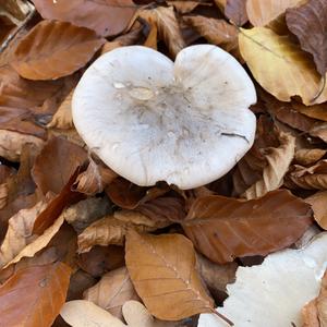 Cloudy Clitocybe