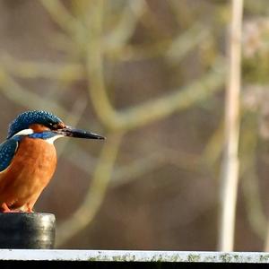 Common Kingfisher