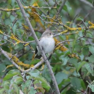 European Pied Flycatcher