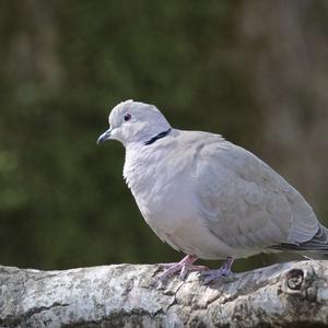 Eurasian Collared-dove