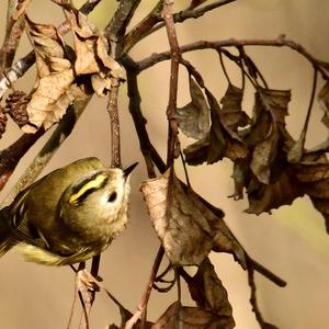 Goldcrest