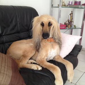 Afghan Hound