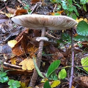 Parasol Mushroom