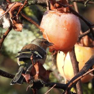 Eurasian Chaffinch