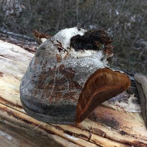 Tinder Polypore