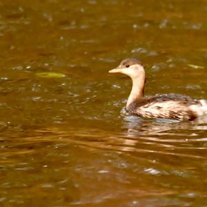 Little Grebe