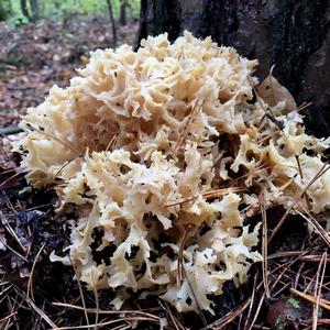 Eastern Cauliflower Mushroom