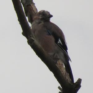 Eurasian Jay