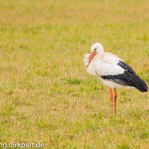 White Stork