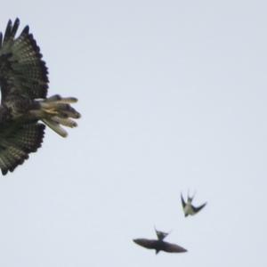 Common Buzzard