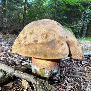 Dotted-stem Bolete