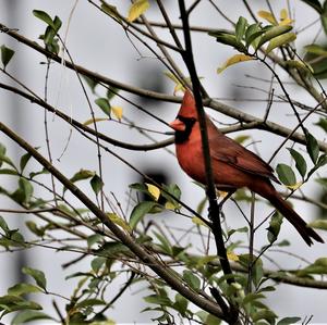 Northern Cardinal