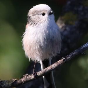 Long-tailed Tit