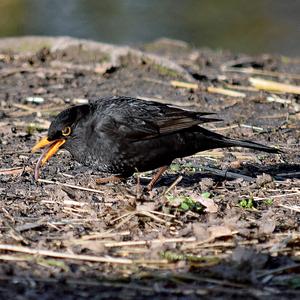 Eurasian Blackbird