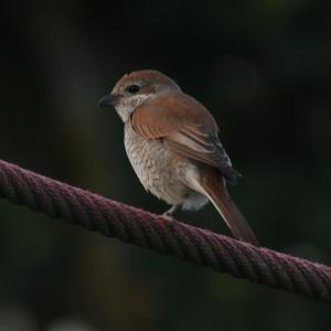 Red-backed Shrike