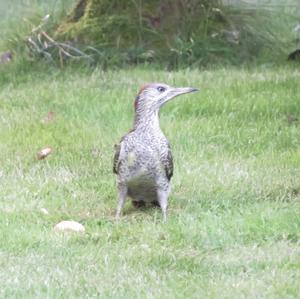 Eurasian Green Woodpecker