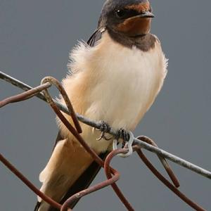 Barn Swallow