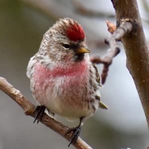 Common Redpoll