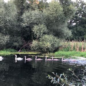 Mute Swan