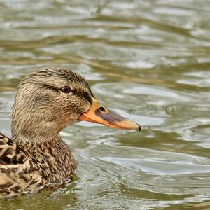 Mallard