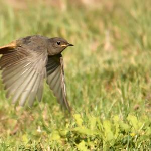 Black Redstart