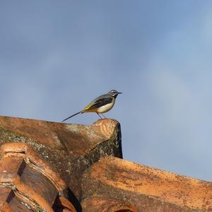 Grey Wagtail