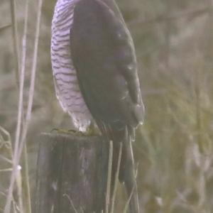 Eurasian Sparrowhawk