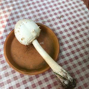 Parasol Mushroom