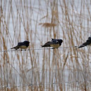 Barn Swallow