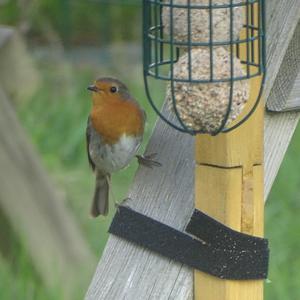 European Robin