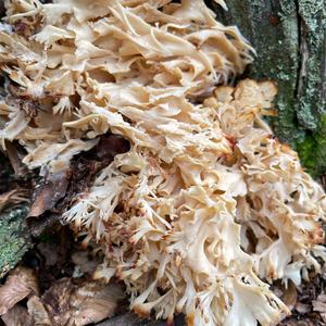 Eastern Cauliflower Mushroom