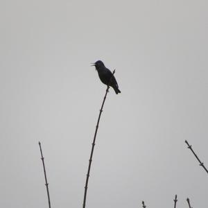 Common Starling