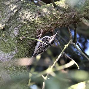 Short-toed Treecreeper