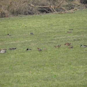 Gadwall