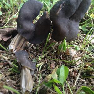 Fluted Black Helvella