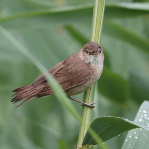 Eurasian Reed-warbler