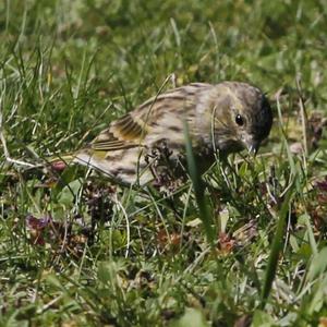 European Serin