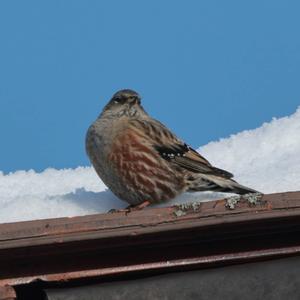 Alpine Accentor