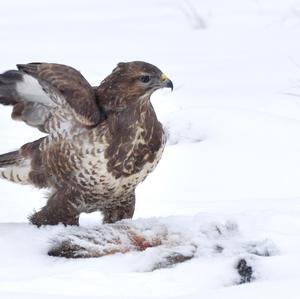 Mäusebussard