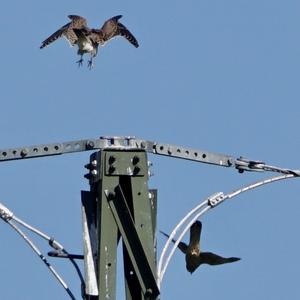 Common Kestrel