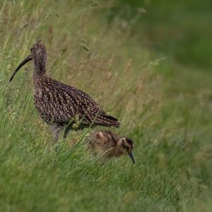 Eurasian Curlew