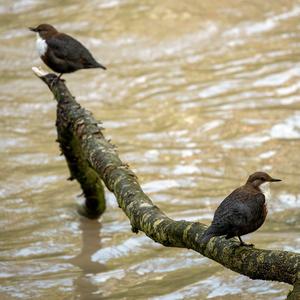 White-throated Dipper