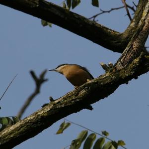 Wood Nuthatch