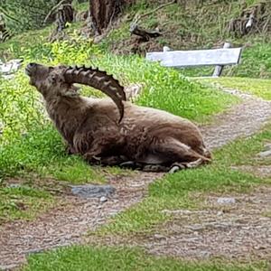 Alpine Ibex