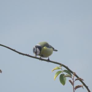 Blue Tit