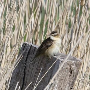 Sedge Warbler